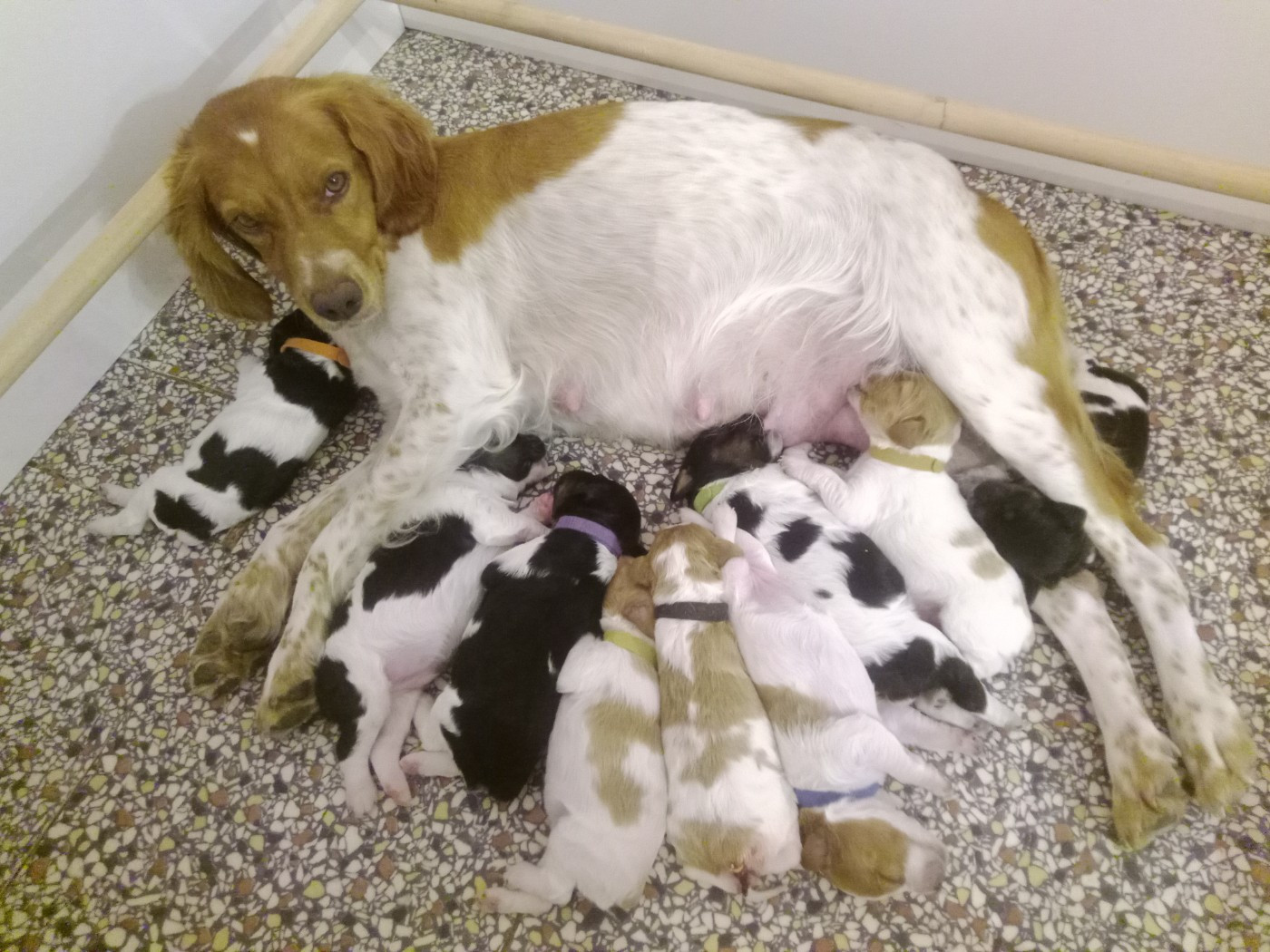 Chiot Epagneul Breton De La Plaine De Beauregard