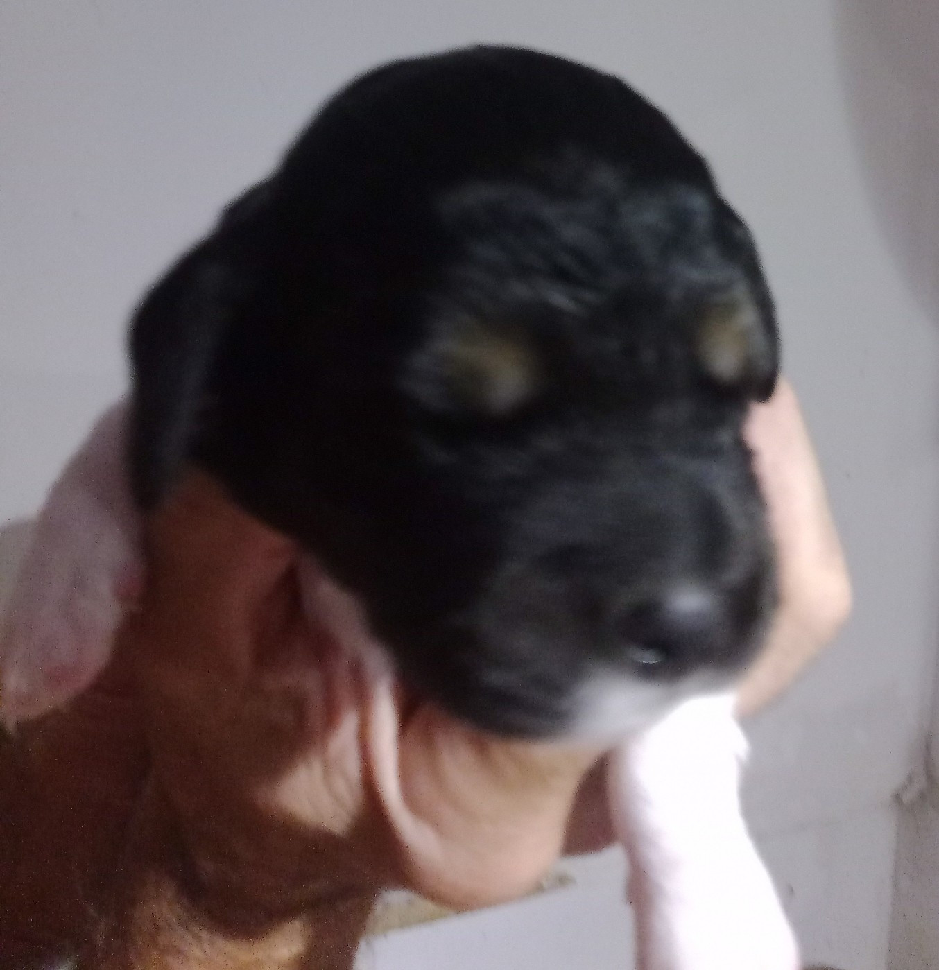 De La Plaine De Beauregard - Chiots disponibles - Epagneul Breton