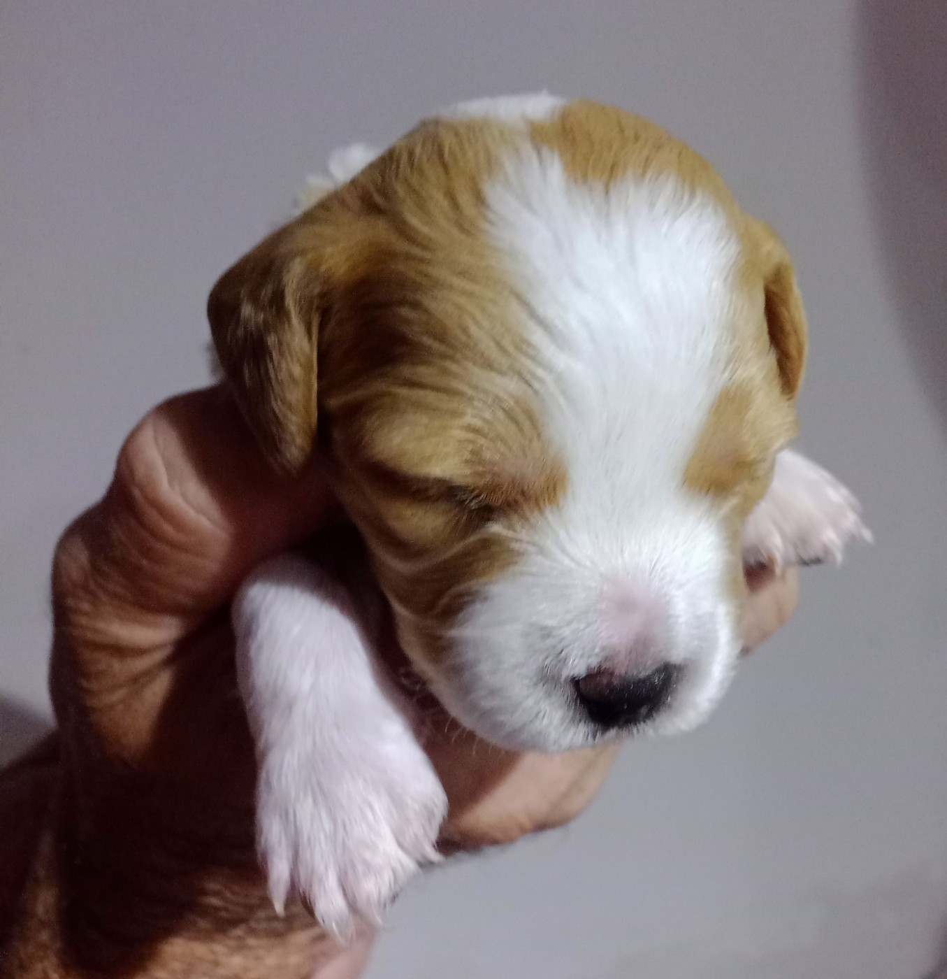 De La Plaine De Beauregard - Chiots disponibles - Epagneul Breton