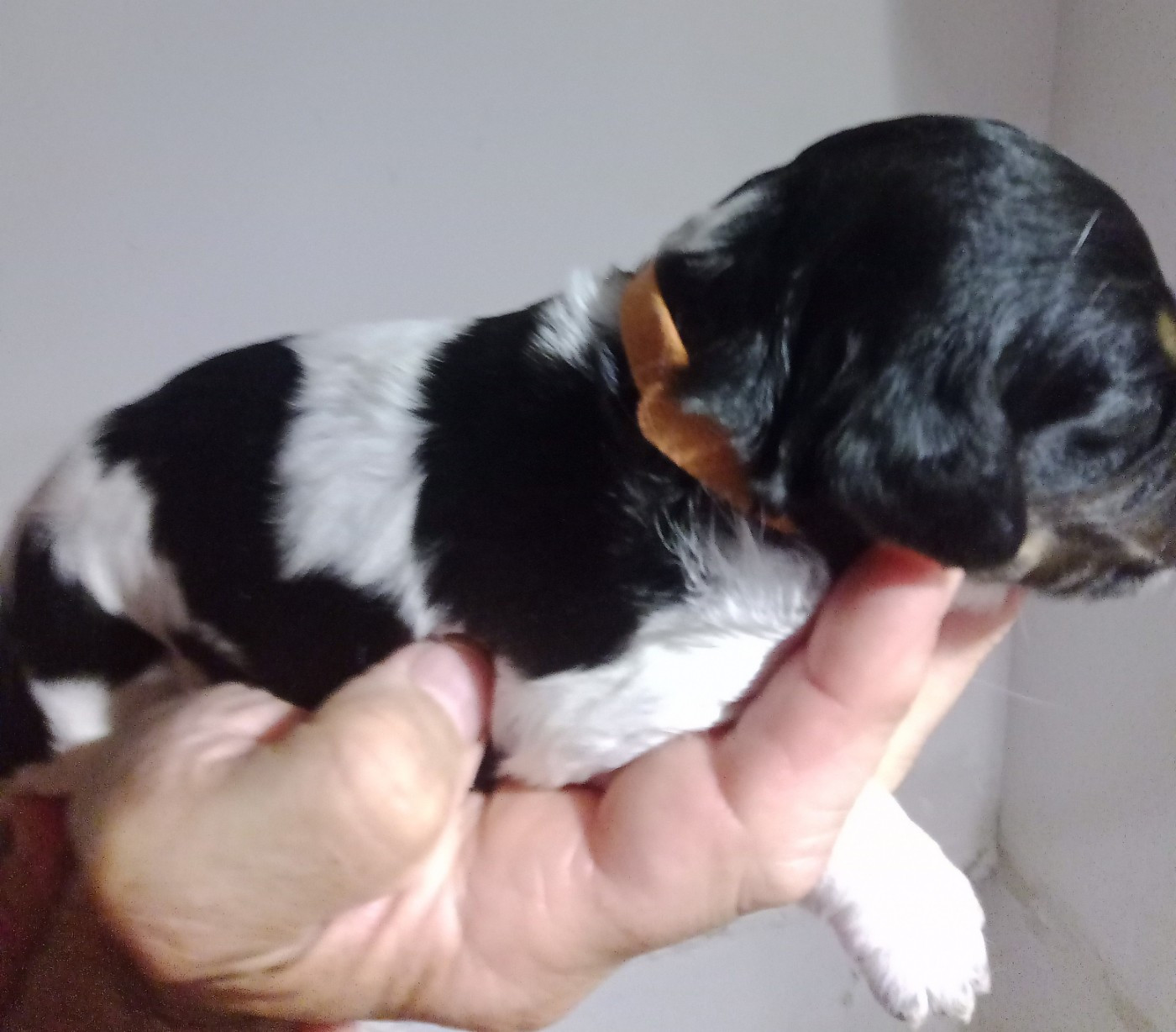 De La Plaine De Beauregard - Chiots disponibles - Epagneul Breton